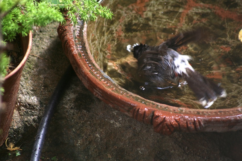 Raksin birdbath 4