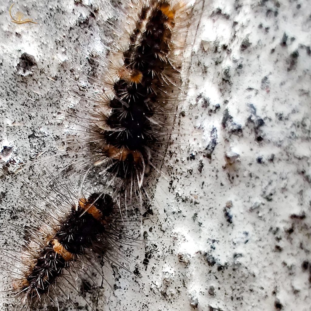 Fear of Caterpillars – Raks.in
