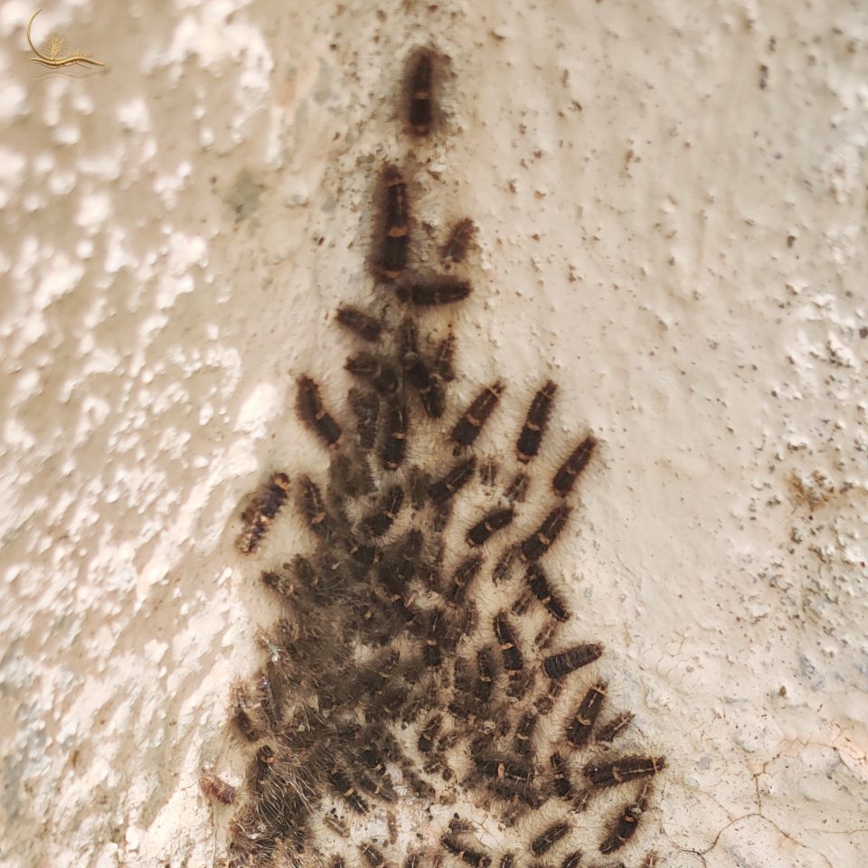 Fear of Caterpillars Raks.in