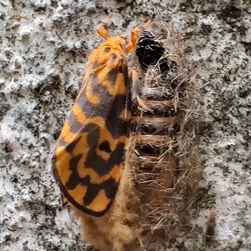 Fear of Caterpillars Raks.in